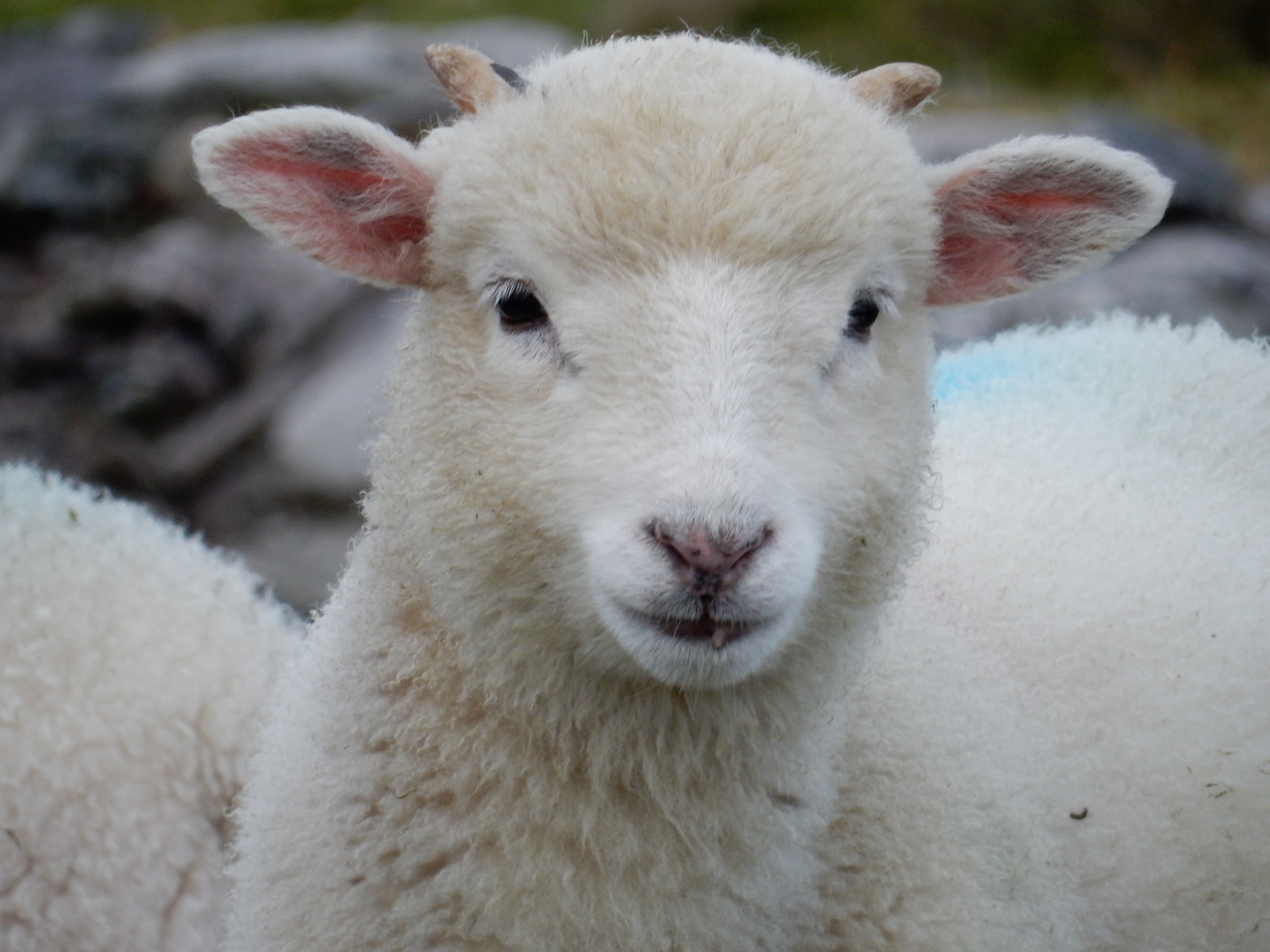 Dingle Penisula, Ireland, lamb